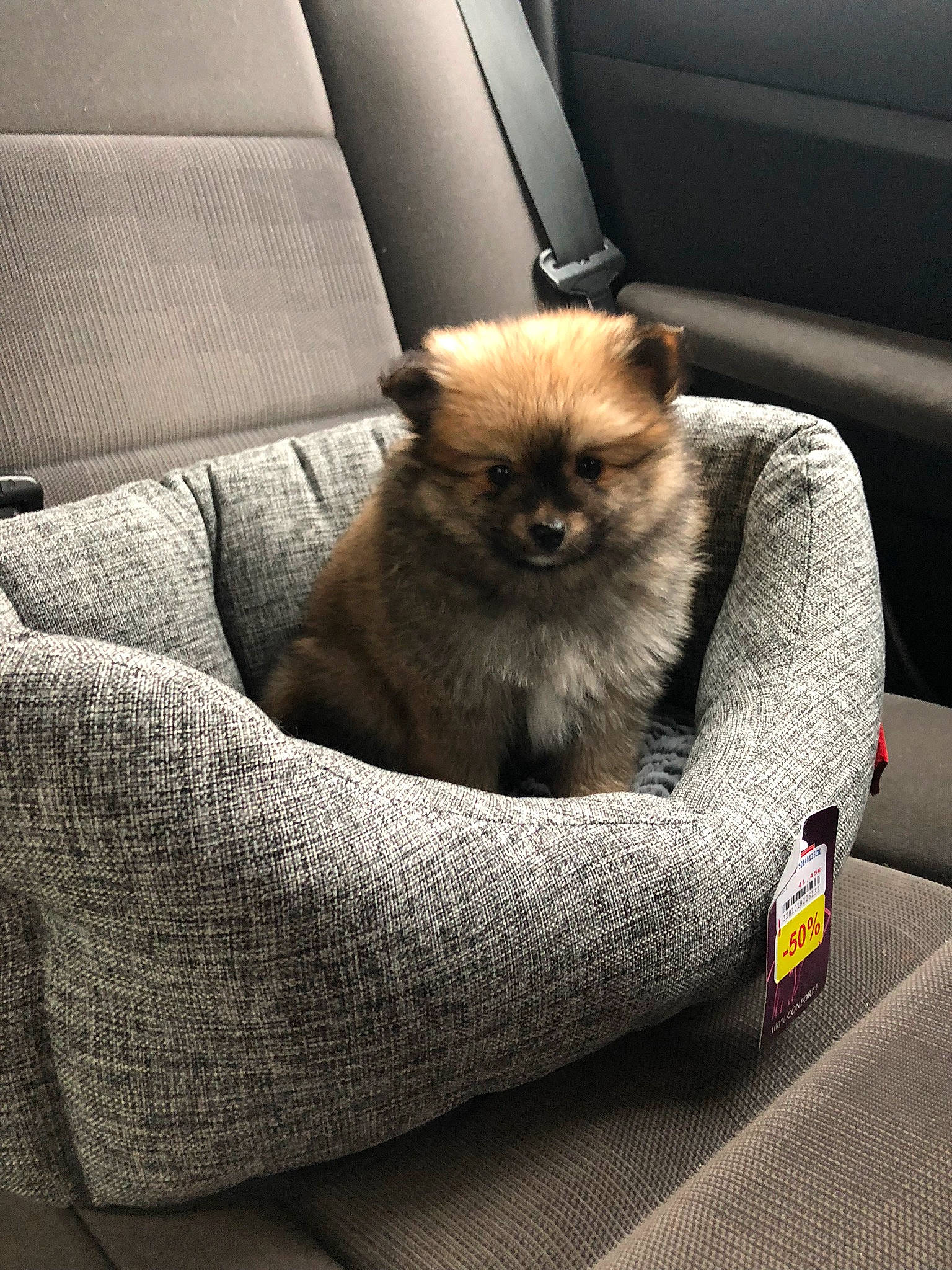 Olby participe au concours pour gagner de l'argent avec cette photo : canidae, carnivore, companion_dog, dog, dog_breed, fawn, fur, german_spitz, german_spitz_klein, german_spitz_mittel, mammal, non_sporting_group, pomeranian, puppy, snout, spitz, toy_dog, vertebrate, whiskers