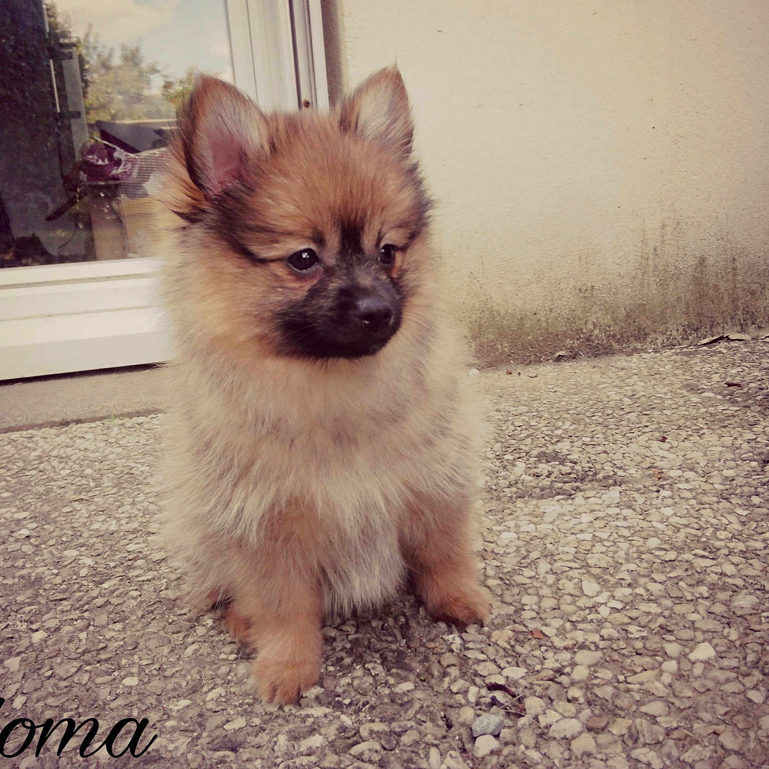 Paloma