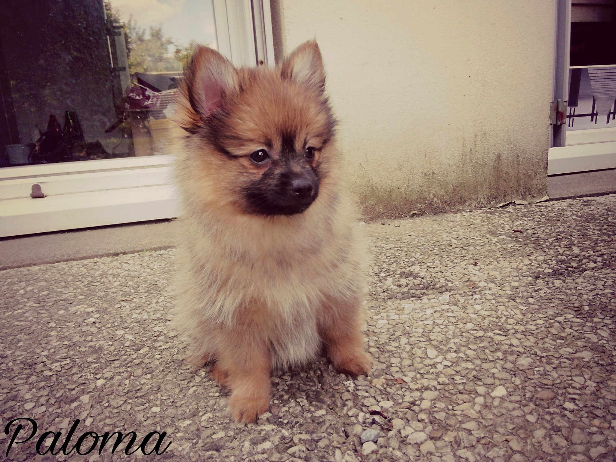 Paloma