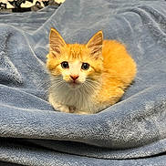 Bean is registered to the contest to win money with this photo: kitten, cat, orange_cat, white_cat, pet, animal, feline, cute, young_cat, blanket, blue_blanket, indoor, fur, whiskers, ears, eyes, resting, cozy, soft, curious