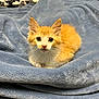 kitten, cat, orange_cat, white_cat, pet, animal, feline, cute, young_cat, blanket, blue_blanket, indoor, fur, whiskers, ears, eyes, resting, cozy, soft, curious
