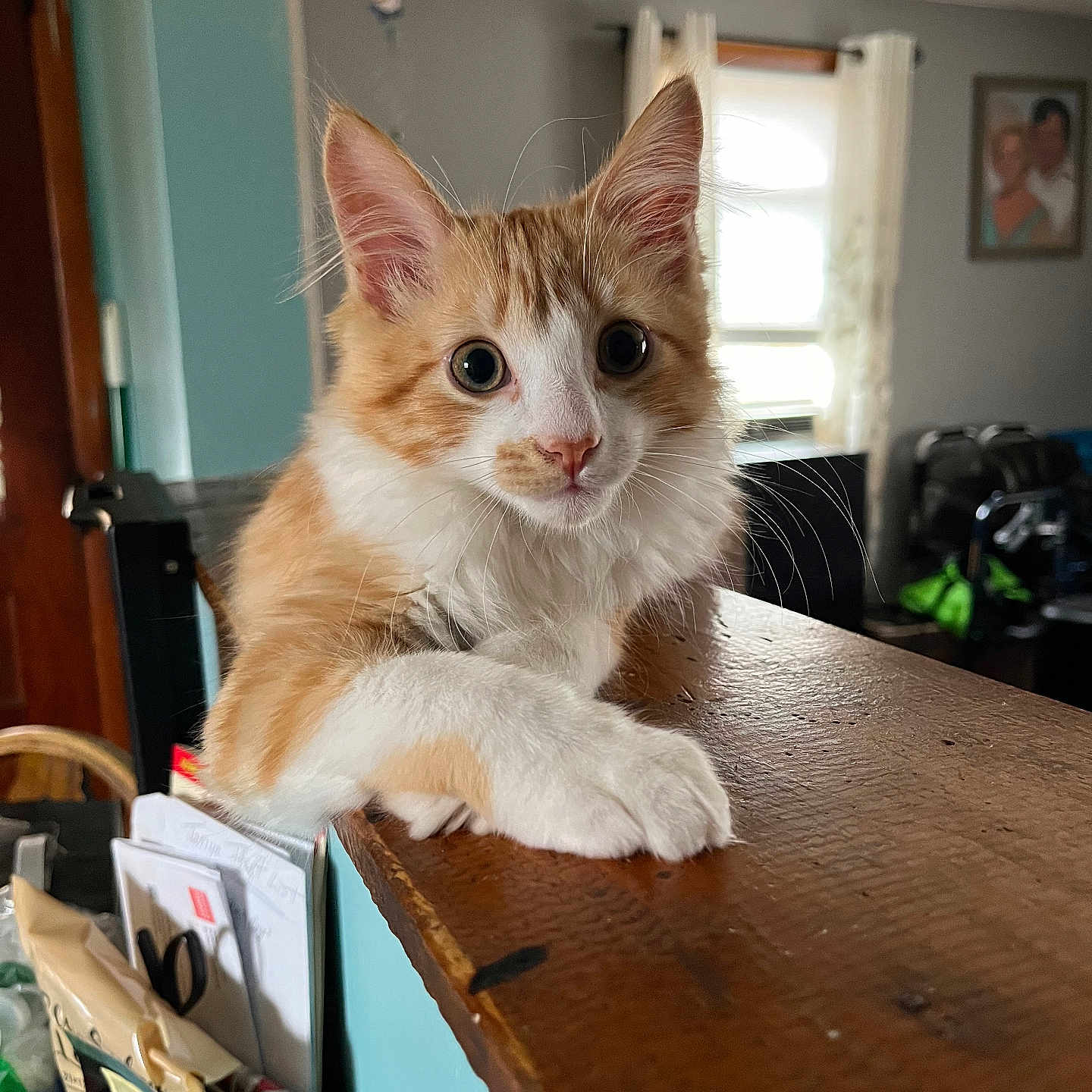 Bean joined the competition — help win amazing prizes! animal, blurred_background, cat, curious, curtains, domestic, ears, eyes, feline, fur, house, indoor, kitten, orange, pet, room, whiskers, white, window, wooden_ledge