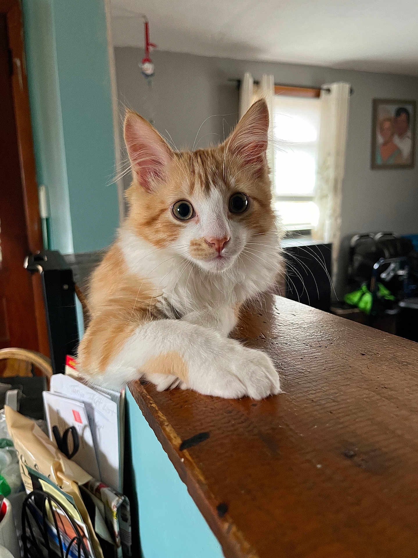 Bean joined the competition — help win amazing prizes! kitten, cat, orange, white, indoor, wooden_ledge, curious, pet, animal, fur, whiskers, ears, eyes, house, room, window, curtains, blurred_background, domestic, feline