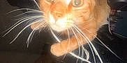 Silo joined the competition — help win amazing prizes! cat, orange_tabby, whiskers, close_up, curious, flash, indoor, pet, animal, wide_eyes, long_whiskers, climbing, cables, dark_background, overexposed, feline, domestic_cat, indoor_light, playful, close_range
