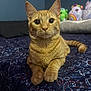 cat, ginger_cat, tabby, bed, bedspread, plush_toys, indoor, feline, pet, cute, curious, resting, animal, whiskers, ears, tail, soft_lighting, blurred_background, cozy, patterned_fabric