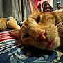 Silo joined the competition — help win amazing prizes! cat, orange_tabby, close_up, tongue_out, sleepy, bedroom, blanket, teddy_bear, stuffed_animal, indoor, cozy, fur, whiskers, pet, cute, resting, animal, soft, fabric, nap