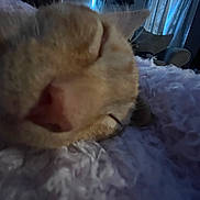 Silo is registered to the contest to win money with this photo: cat, sleeping, close_up, ginger, pet, blanket, cozy, indoor, fur, nose, whiskers, resting, soft, texture, curtain, furniture, dim_light, quiet, relaxation, animal