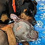 Cash joined the competition — help win amazing prizes! animal, black_dog, blanket, brown_dog, closeup, collar, companions, cuddle, cute, dog, dogs, friendship, fur, indoor, pets, relaxation, resting, sleeping, snowflake_pattern, snuggling