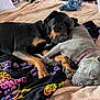 Cash is registered to the contest to win money with this photo: animal, bed, black_dog, blanket, closeup, collar, companion, cozy, cute, dog, friendship, gray_dog, indoor, paw, pet, relaxation, rest, sleeping, snuggle, soft_texture
