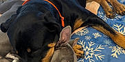Cash is registered to the contest to win money with this photo: animal, bed, blanket, canine, comfort, companion, cozy, cute, dog, domestic_animal, face, friendship, fur, indoor, orange_collar, paw, relaxation, resting, sleeping, snuggling