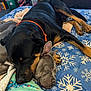 animal, bed, blanket, canine, comfort, companion, cozy, cute, dog, domestic_animal, face, friendship, fur, indoor, orange_collar, paw, relaxation, resting, sleeping, snuggling