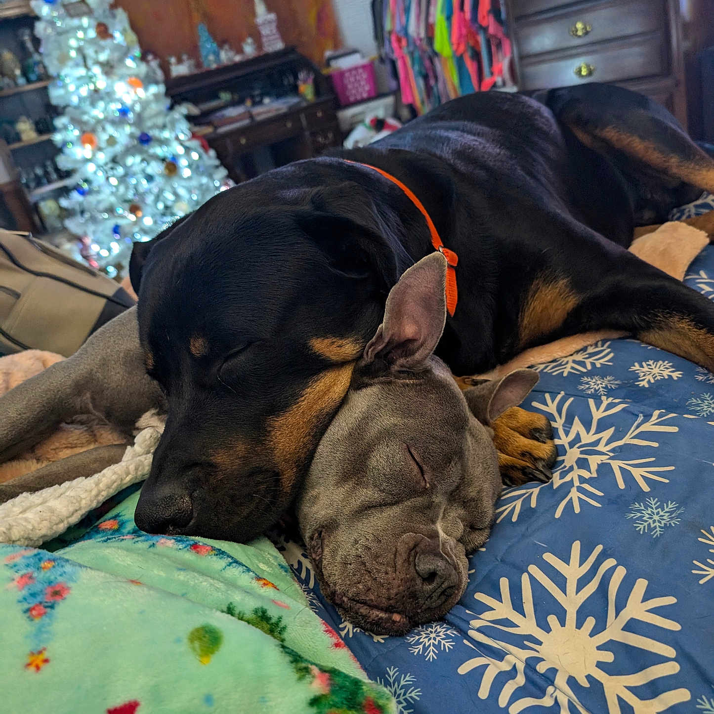 Cash joined the competition — help win amazing prizes! animal, bed, blanket, christmas_tree, colorful_clothes, cozy, cuddling, dachshund, decorations, dog, friendship, furniture, home, indoor, peaceful, pets, pitbull, resting, sleeping, winter