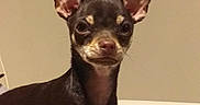 Olfie a rejoint le concours — aidez-le/la à gagner de superbes lots ! dog, small_dog, chihuahua, portrait, sitting, indoors, blanket, bed, human_hand, pet, short_hair, brown_fur, black_fur, pointed_ears, large_ears, looking_at_camera, animal, companion_animal, close_up, home