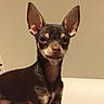 dog, small_dog, chihuahua, portrait, sitting, indoors, blanket, bed, human_hand, pet, short_hair, brown_fur, black_fur, pointed_ears, large_ears, looking_at_camera, animal, companion_animal, close_up, home
