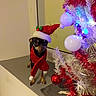 Olfie participe au concours pour gagner de l'argent avec cette photo : dog, puppy, small_dog, christmas, santa_hat, holiday, festive, costume, red_scarf, christmas_tree, ornaments, tinsel, fairy_lights, indoor, portrait, standing, wide_eyes, cute, decoration, celebration