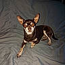 Olfie participe au concours pour gagner de l'argent avec cette photo : dog, chihuahua, small_dog, pet, animal, canine, black_and_tan, large_ears, pointed_ears, glowing_eyes, lying_down, bed, bedding, bedroom, indoor, portrait, flash_photography, rumpled_sheets, brown_fur, black_fur