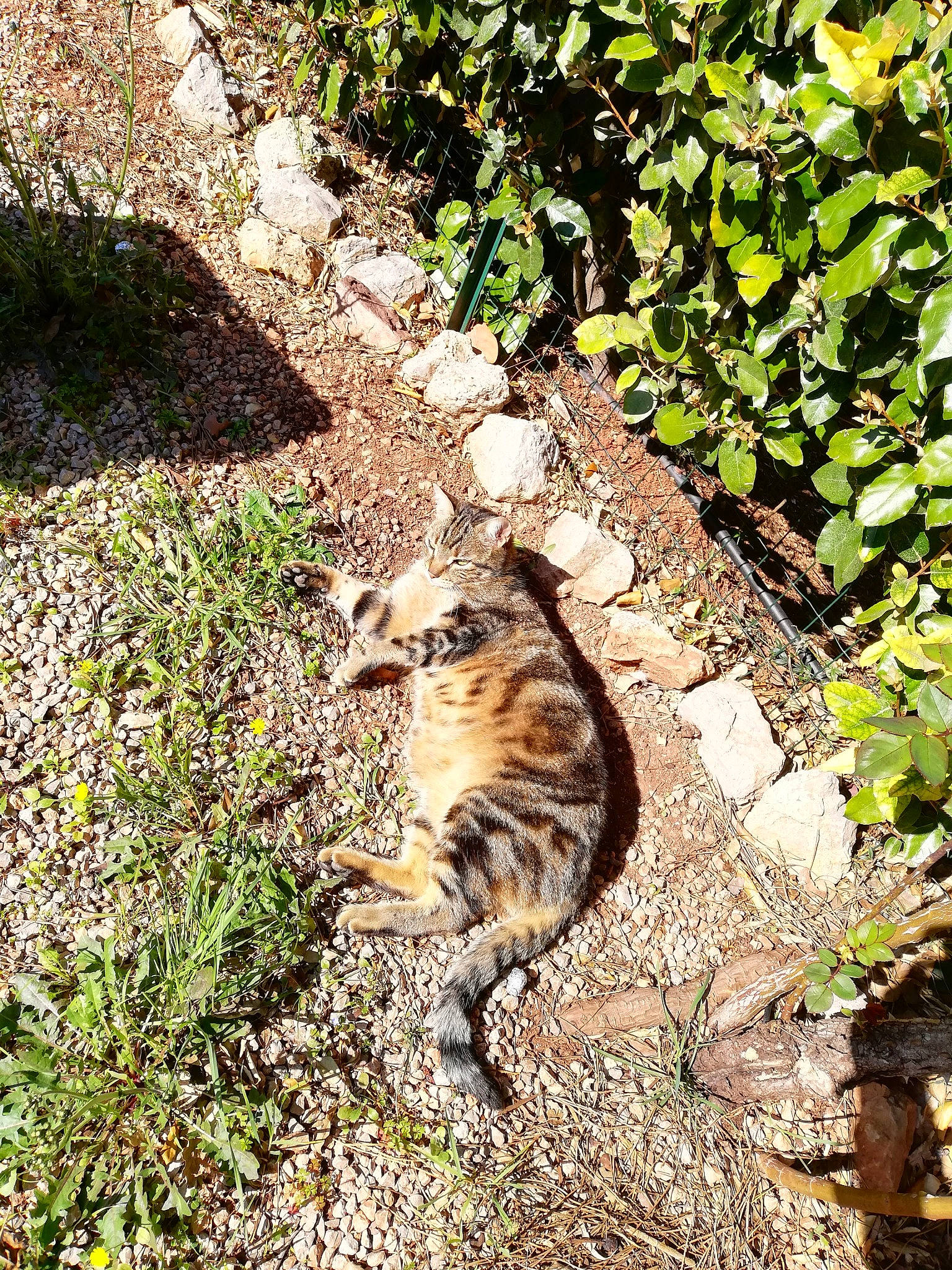 Loki participe au concours pour gagner de l'argent avec cette photo : botany, carnivore, cat, domestic_short_haired_cat, european_shorthair, fawn, felidae, fur, grass, groundcover, leaf, organism, plant, small_to_medium_sized_cats, soil, sunlight, tabby_cat, tree, whiskers, wild_cat