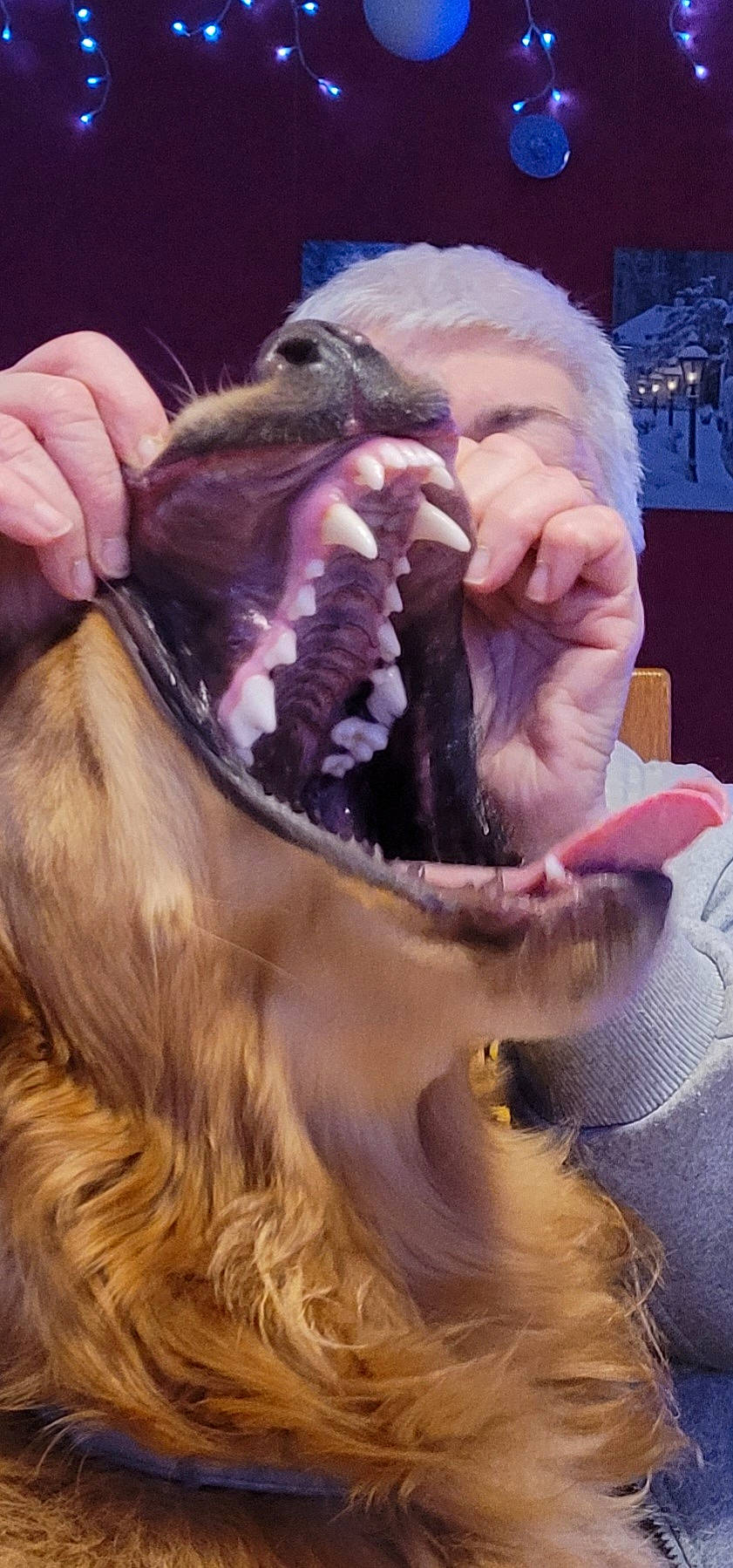 Scott participe au concours pour gagner de l'argent avec cette photo : animal_product, canidae, cap, claw, companion_dog, dog_breed, eyewear, falconiformes, fang, flesh, fur, jaw, liver, octopus, snout, sporting_group, veterinarian, wildlife_biologist