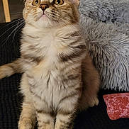 Jade participe au concours pour gagner de l'argent avec cette photo : animal, blanket, cat, closeup, cozy, curious, cushion, cute, domestic, feline, fluffy, indoor, kitten, paws, pet, sitting, soft, tabby, whiskers, young