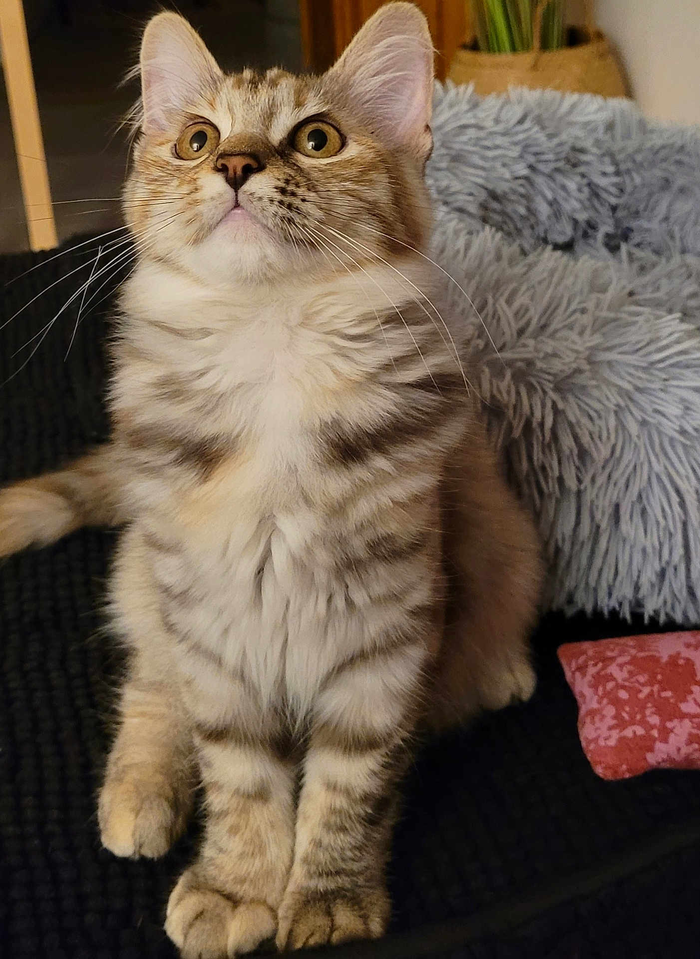Jade