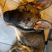 Alph participe au concours pour gagner de l'argent avec cette photo : dog, german_shepherd, pet, animal, indoor, floor, tile, fur, ears, eyes, lying_down, looking_up, canine, mammal, companion, domestic_animal, alert, cute, brown, black