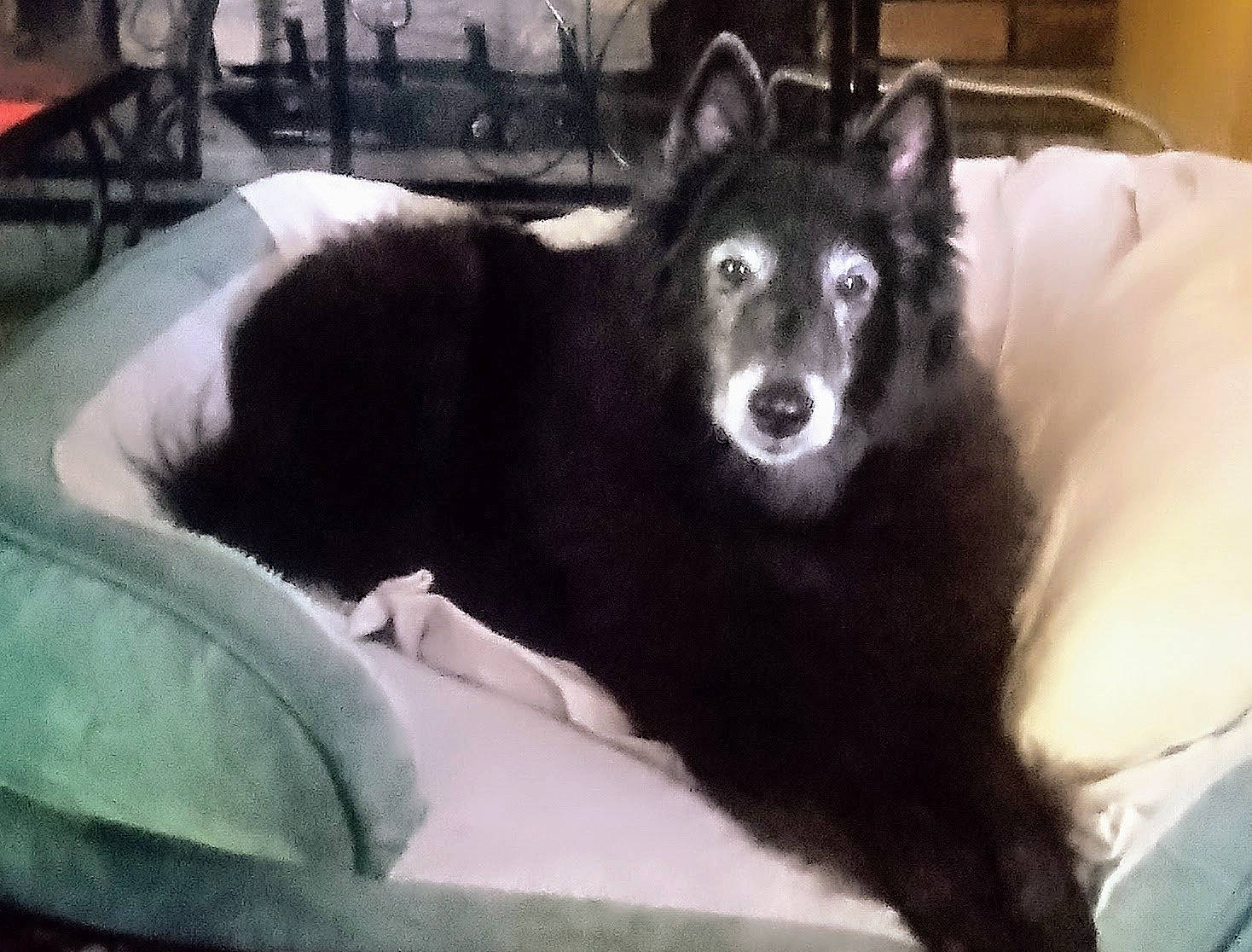 Zoey is registered to the contest to win money with this photo: canidae, canis, carnivore, comfort, companion_dog, dog, dog_breed, fur, herding_dog, sitting, sporting_group, terrestrial_animal, working_animal, working_dog