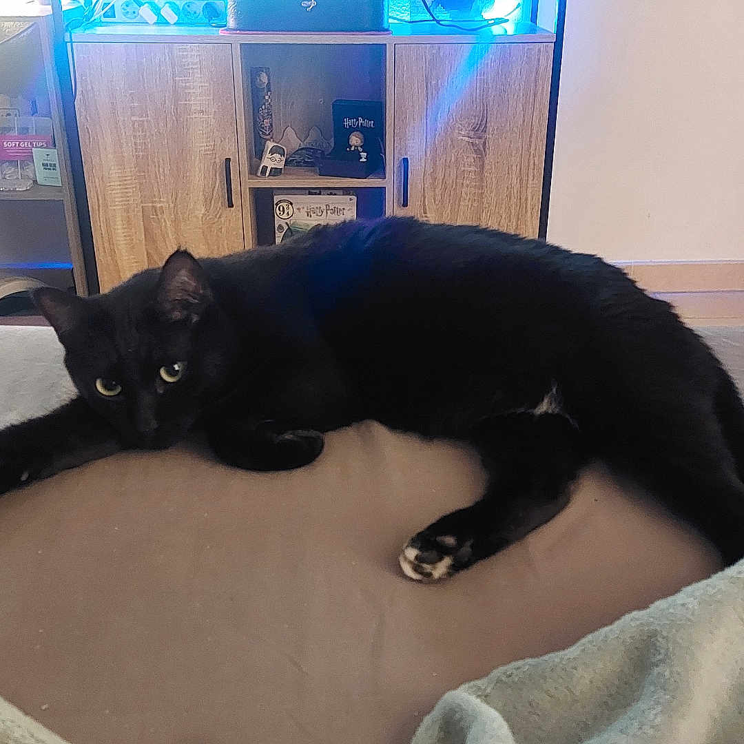 Salem a rejoint le concours — aidez-le/la à gagner de superbes lots ! animal, bed, bedroom, blackcat, cat, clothing, couch, electronics, footwear, furniture, hardwood, indoors, interiordesign, person, pet, plywood, room, shelf, shoe, wood