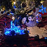 Paisley Sparkle is registered to the contest to win money with this photo: animal, blue_lights, cat, celebration, christmas, christmas_tree, cozy, curious, decorations, festive, glowing_lights, holiday_decor, indoor, ornaments, pet, plaid_cloth, seasonal, silver_balls, tree_branch, white_cat