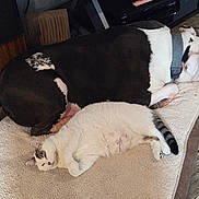 Paisley Sparkle joined the competition — help win amazing prizes! animal, black_and_white, cat, collar, companion, cozy, cute, dog, domestic_animal, floor, furry, indoor, lying_down, mat, peaceful, pet, relaxation, resting, white_cat, wooden_floor