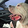 Troy is registered to the contest to win money with this photo: dog, canine, pet, inside_car, car_interior, blanket, tongue_out, open_mouth, happy, seated, window, side_view, white_fur, brown_patch, closeup, animal, companion, domestic, friendly, relaxed