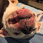 Troy is registered to the contest to win money with this photo: dog, close_up, face, teeth, nose, upside_down, pet, animal, fur, ear, lying_down, blanket, indoor, cute, smile, canine, whiskers, relaxed, muzzle, portrait
