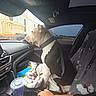 Troy is registered to the contest to win money with this photo: dog, car_interior, seatbelt, window, rain, hand, tattoo, keys, cup, blanket, passenger_seat, dashboard, center_console, house, side_mirror, sky, seat_cover, pet, resting, looking_out_window