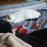 Paisley joined the competition — help win amazing prizes! cat, sleeping, bed, blanket, toy, indoor, cozy, feline, striped_tail, pillows, soft, resting, pet, domestic_animal, comfort, relaxation, fur, striped, cute, home