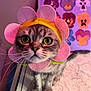 cat, flower_hat, costume, wide_eyes, close_up, indoor, painting, floral_art, pink, yellow, gray_fur, whiskers, table, curious, pet, portrait, cute, soft_lighting, decor, animal