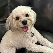 Gizmo is registered to the contest to win money with this photo: dog, pet, white_fur, fluffy, sitting, happy, tongue_out, leather_couch, indoor, close_up, cute, animal, companion, friendly, domestic, fur, portrait, black_background, relaxed, eyelashes