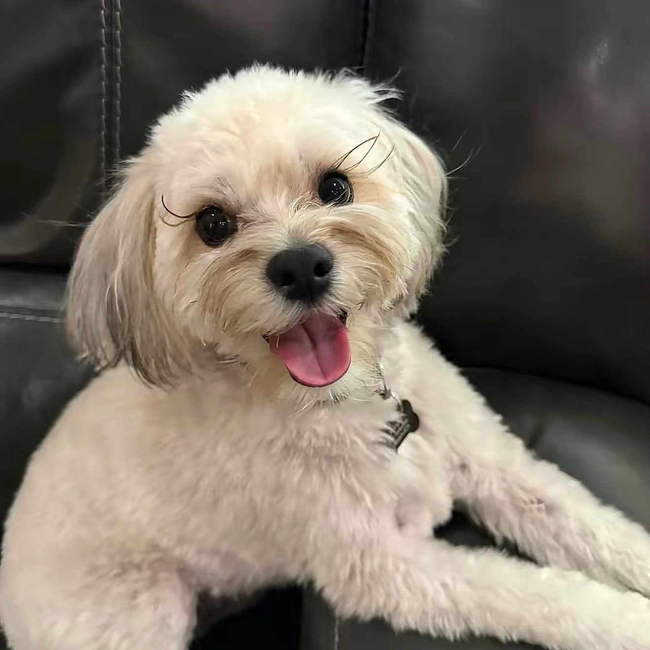 Gizmo