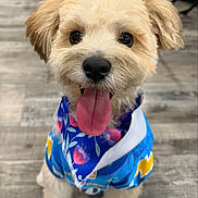 Gizmo joined the competition — help win amazing prizes! adorable, animal, blue_jacket, colorful_clothing, cute, dog, fluffy, friendly, fur, happy, indoor, pet, playful, portrait, puppy, sitting, small_dog, tongue_out, wooden_floor, young