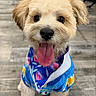dog, puppy, small_dog, fluffy, tongue_out, blue_jacket, colorful_clothing, wooden_floor, indoor, pet, cute, happy, sitting, portrait, fur, animal, friendly, playful, adorable, young