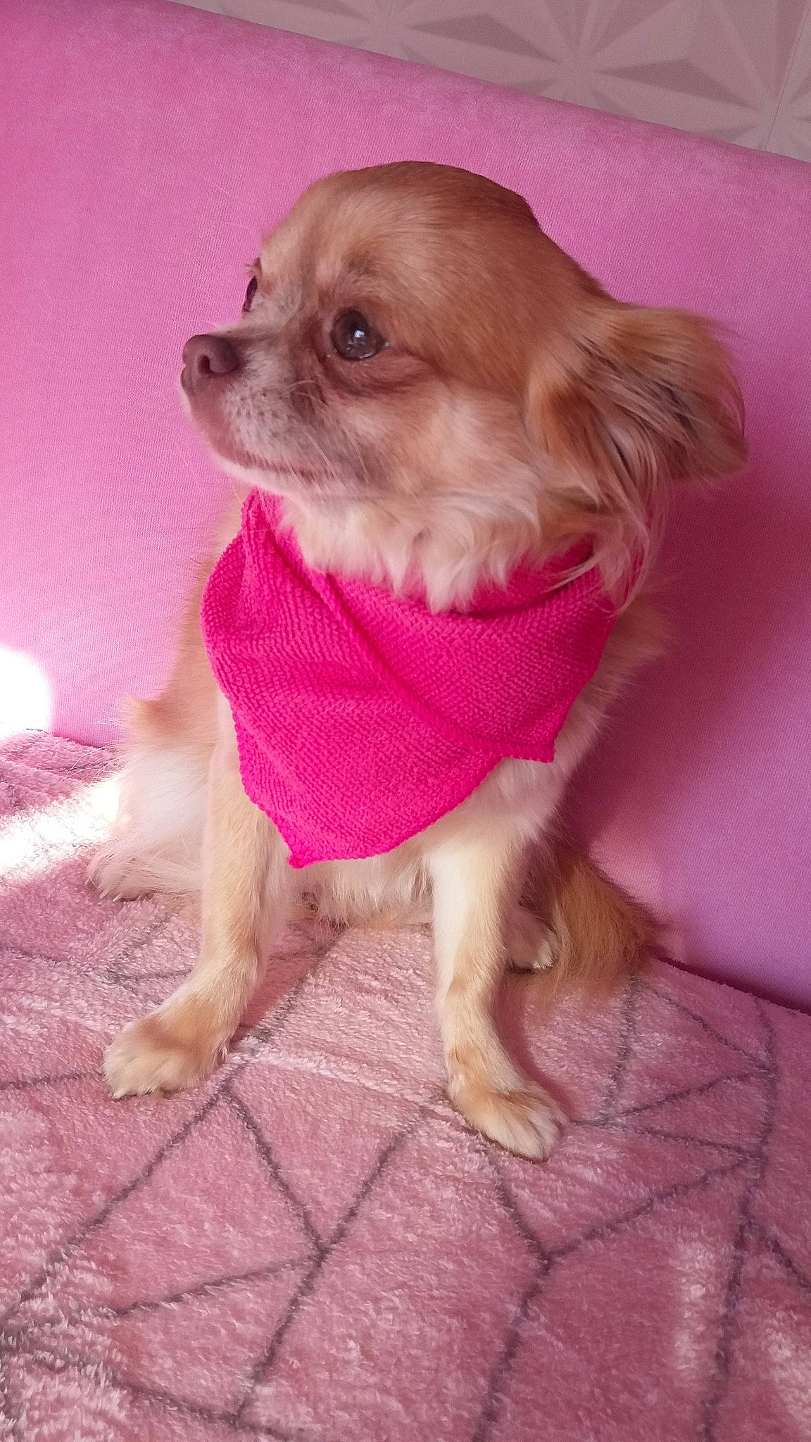 Laïs participe au concours pour gagner de l'argent avec cette photo : canidae, carnivore, chihuahua, companion_dog, dog, dog_breed, dog_clothes, fawn, mammal, pink, puppy, snout, sporting_group, toy_dog