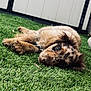 Teddy joined the competition — help win amazing prizes! adorable, animal, backyard, black_spots, brown, canine, close_up, collar, cute, dog, fence, fur, grass, lying_down, nature, outdoor, pet, puppy, relaxed, young_dog