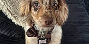 Teddy is registered to the contest to win money with this photo: animal, bow_tie, brown, close_up, companion, corduroy, couch, cute, dog, domestic_animal, fur, home, indoor, looking, pet, pillow, puppy, sitting, tag, white