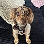 animal, bow_tie, brown, close_up, companion, corduroy, couch, cute, dog, domestic_animal, fur, home, indoor, looking, pet, pillow, puppy, sitting, tag, white