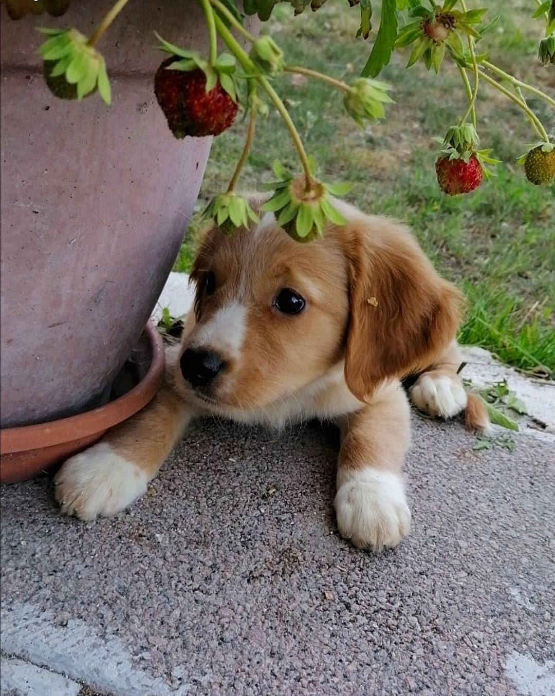 Myrtille participe au concours pour gagner de l'argent avec cette photo : beagle, canidae, carnivore, companion_dog, dog, dog_breed, fawn, hound, mammal, pocket_beagle, puppy, rare_breed_dog, snout, sporting_group, vertebrate