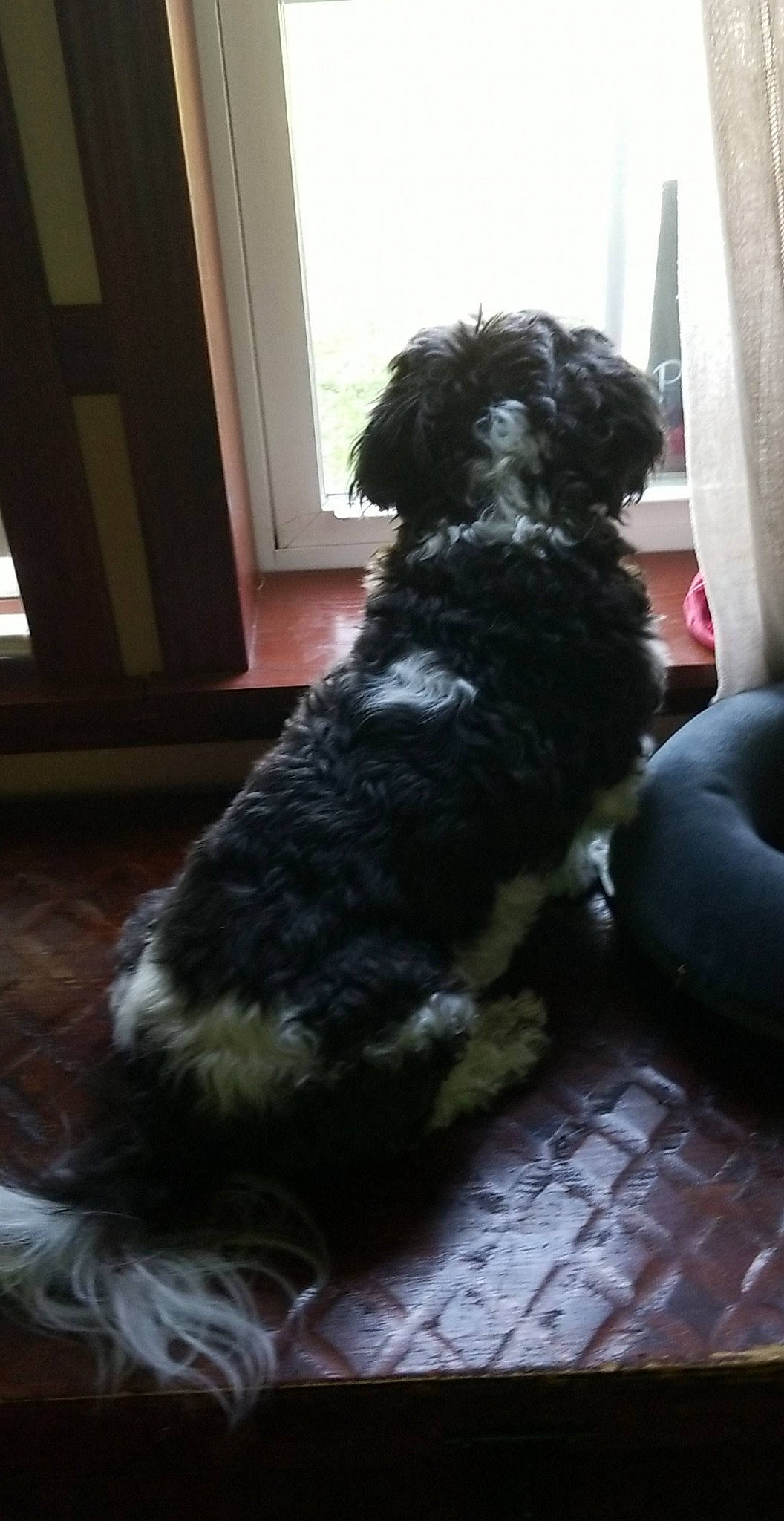 Donnie is registered to the contest to win money with this photo: bolonka, canidae, carnivore, cavapoo, cockapoo, companion_dog, dog, dog_breed, mammal, non_sporting_group, poodle_crossbreed, puppy, schnoodle, shih_poo, snout, sporting_group, terrier, tibetan_terrier, toy_dog, vertebrate