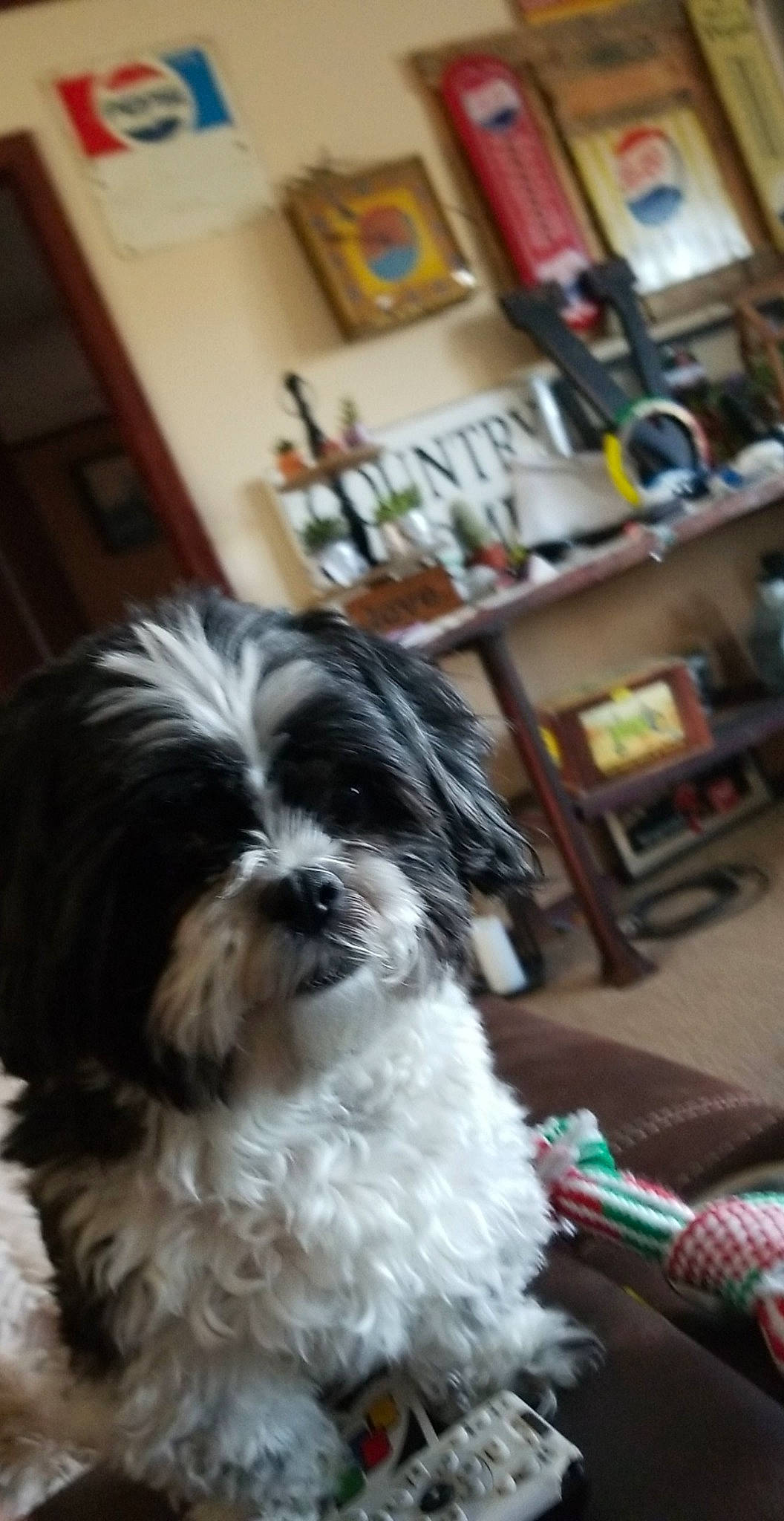 Donnie joined the competition — help win amazing prizes! bolonka, canidae, carnivore, chinese_imperial_dog, companion_dog, dog, dog_breed, kyi_leo, lhasa_apso, lowchen, mal_shi, maltepoo, mammal, puppy, shih_poo, shih_tzu, snout, tibetan_terrier, toy_dog, vertebrate