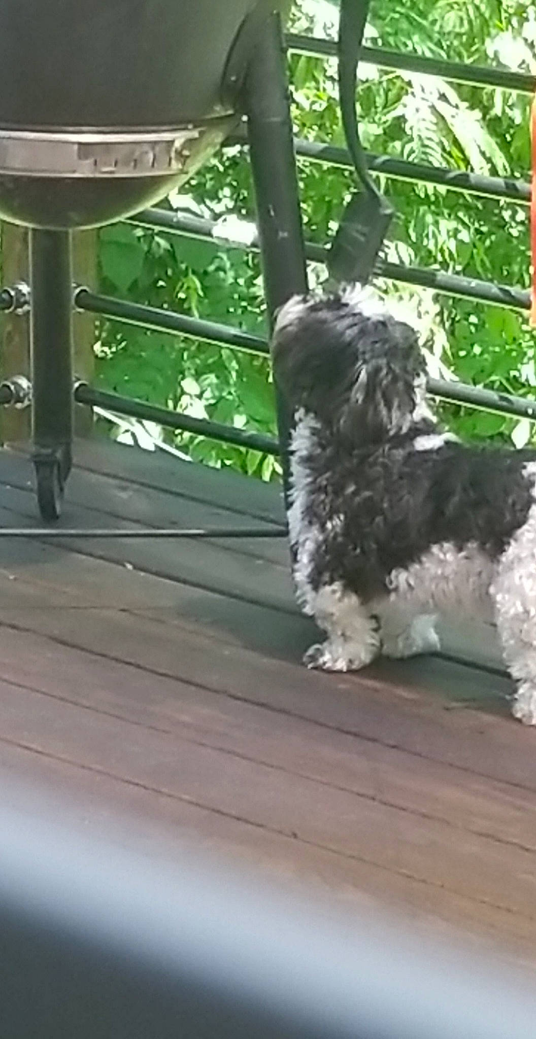 Donnie is registered to the contest to win money with this photo: bolonka, canidae, carnivore, cockapoo, dog, dog_breed, havanese, mammal, miniature_schnauzer, non_sporting_group, pumi, puppy, schnauzer, schnoodle, shih_tzu, small_terrier, sporting_group, terrier, tibetan_terrier, toy_dog