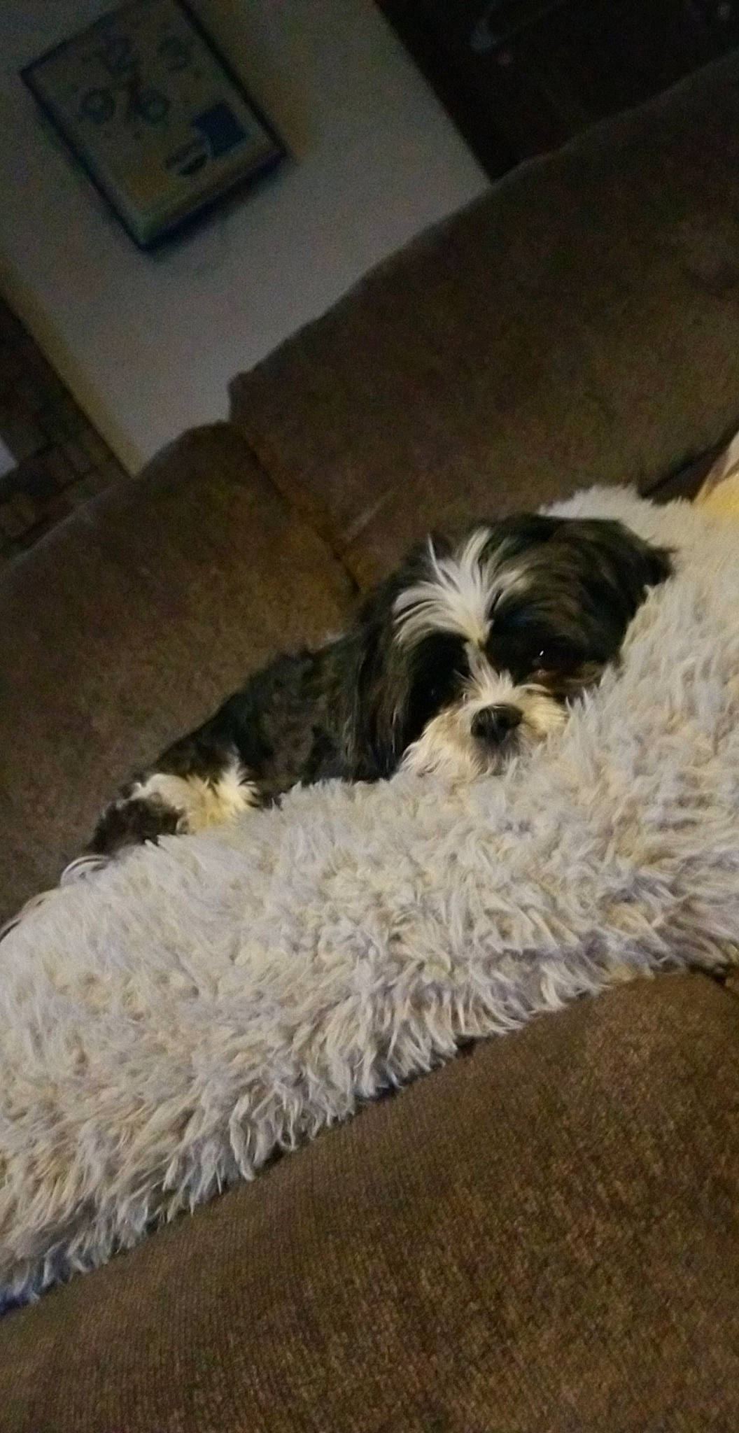 Donnie joined the competition — help win amazing prizes! canidae, carnivore, cavapoo, chinese_imperial_dog, cockapoo, companion_dog, dog, dog_breed, kyi_leo, lhasa_apso, mal_shi, maltepoo, mammal, puppy, schnoodle, shih_poo, shih_tzu, sporting_group, tibetan_terrier, vertebrate