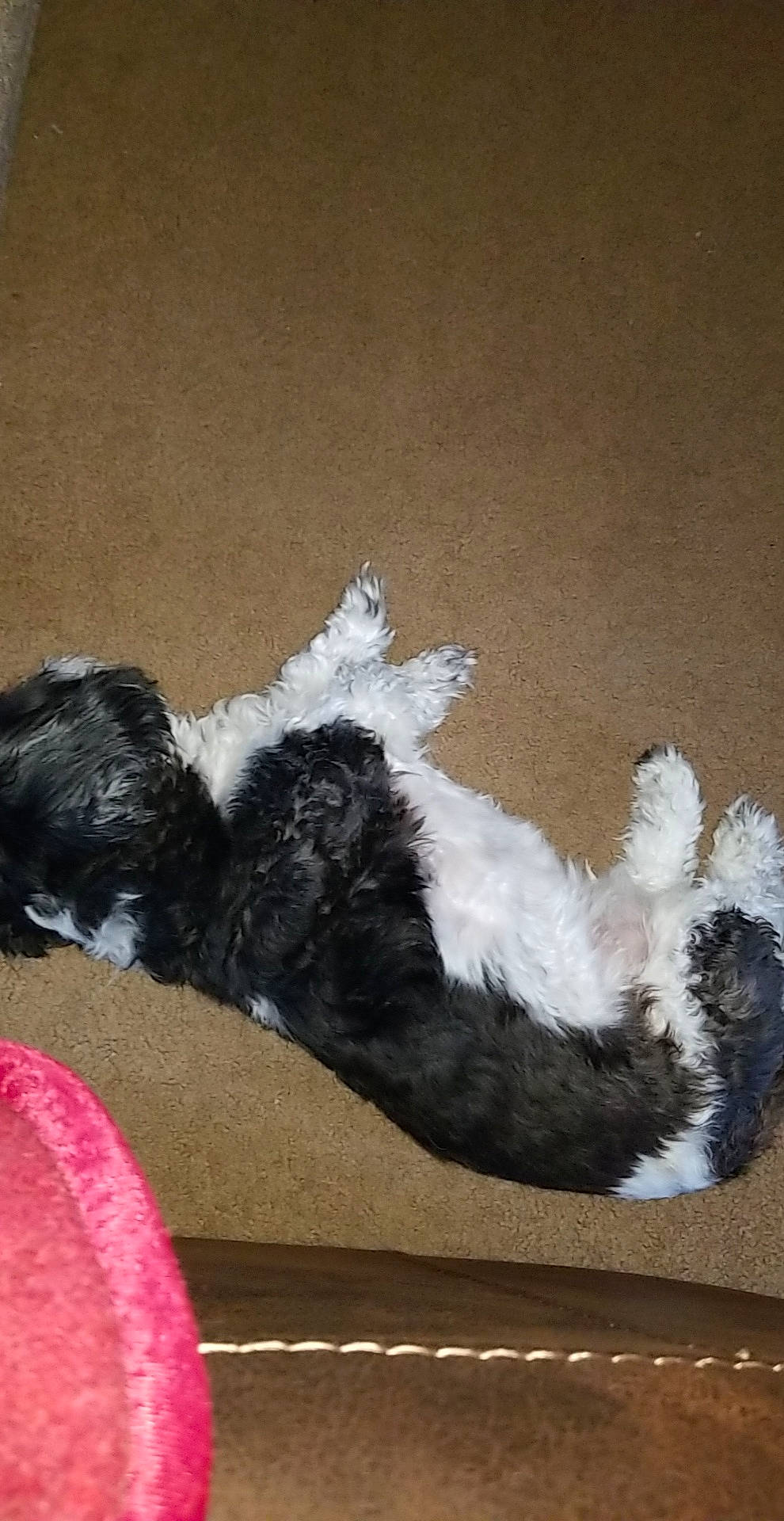 Donnie is registered to the contest to win money with this photo: canidae, carnivore, dog, dog_breed, fur, paw, shih_tzu, tail