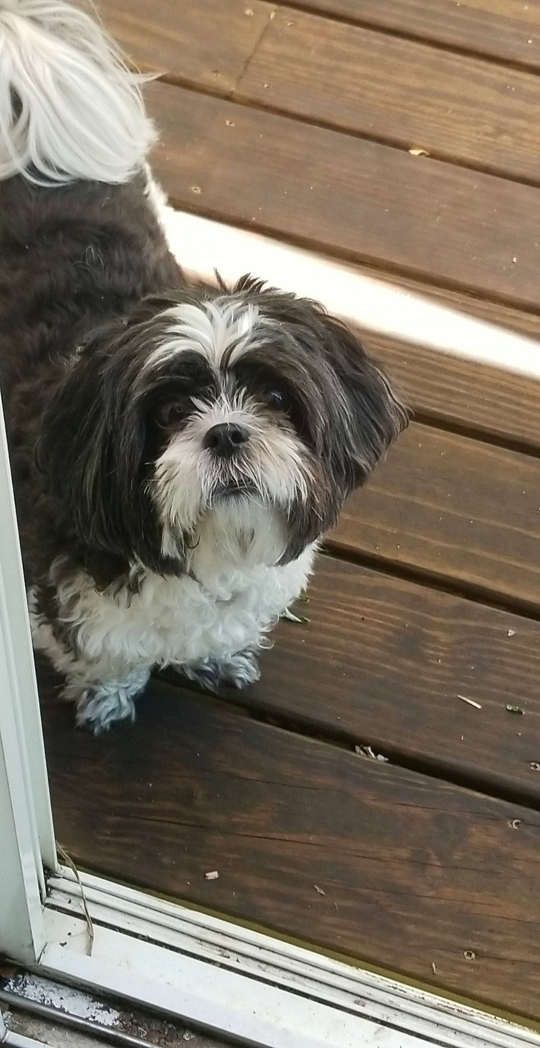 Donni is registered to the contest to win money with this photo: canidae, carnivore, chinese_imperial_dog, companion_dog, dog, dog_breed, kyi_leo, lhasa_apso, lowchen, mal_shi, maltepoo, mammal, polish_lowland_sheepdog, puppy, rare_breed_dog, shih_tzu, snout, tibetan_terrier, toy_dog, vertebrate