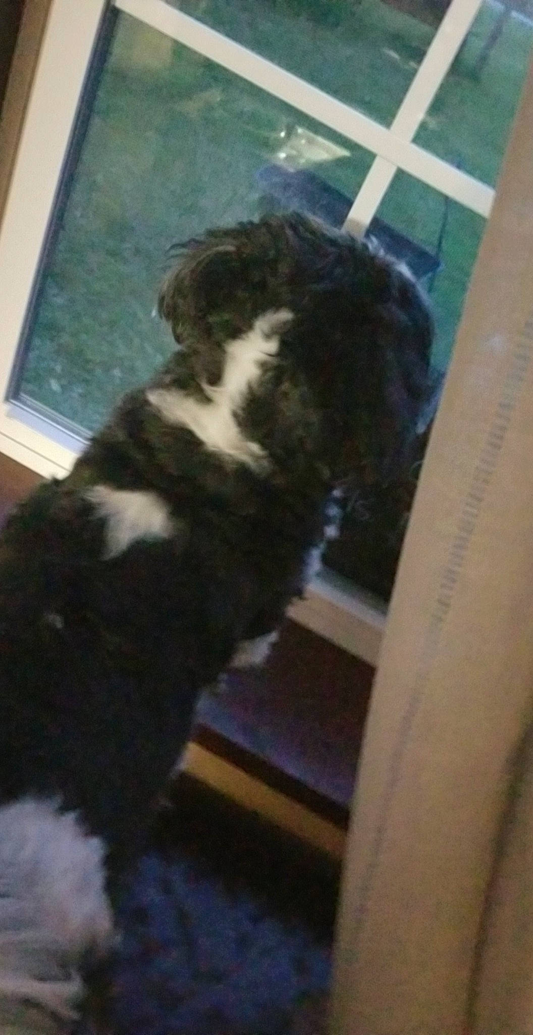 Donni joined the competition — help win amazing prizes! canidae, carnivore, cockapoo, dog, dog_breed, fur, labradoodle, lagotto_romagnolo, mammal, non_sporting_group, portuguese_water_dog, puppy, schnoodle, spaniel, sporting_group